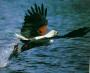 Photo de aquila