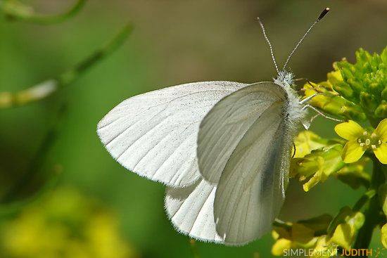 Depuis : Papillon blanc