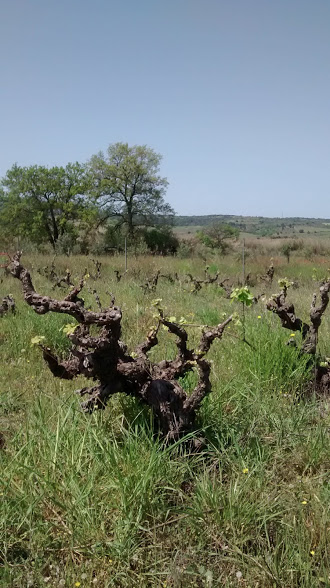 Depuis : La vieille vigne