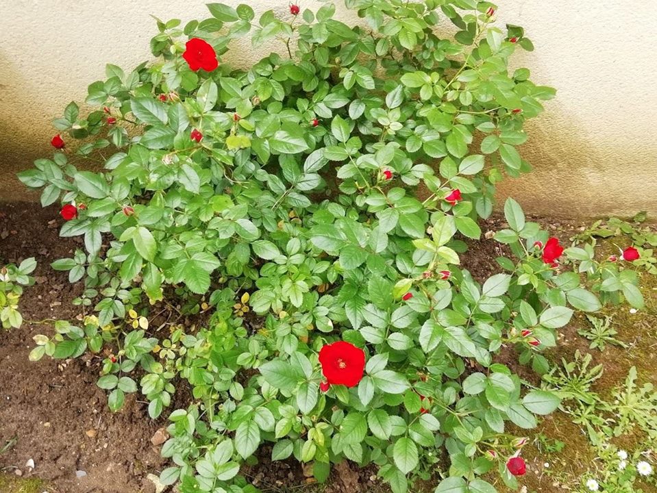 Depuis : Dans un buisson de roses
