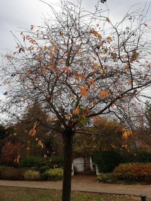 Depuis : Complainte de l'Arbre en automne