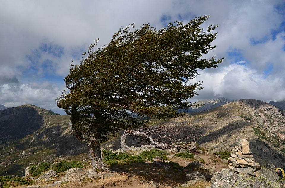 Depuis : L'arbre danse en vert