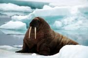 Photo de Walrus