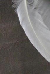 Photo de Abdelnahime Meghzili