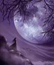 Photo de MystiqueAlbatros