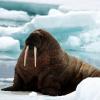 Photo de Walrus