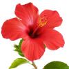 Photo de Hibiscus