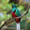 Photo de QUETZAL