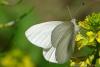 Depuis: Papillon blanc