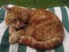 En hommage  Oscar, mon chat de 20 ans disparu hier dans mes bras.
