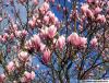 Depuis: Bonjour Printemps!