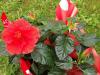 Depuis: Flamboyant