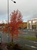 Depuis: Un arbre
