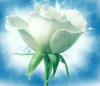 Depuis: La rose blanche