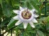 Depuis: Passiflore