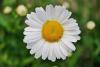 Marguerite