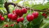 Depuis: Le temps des cerises