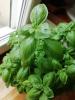 Depuis: Basilic