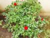 Depuis: Dans un buisson de roses