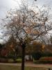 Depuis: Complainte de l'Arbre en automne