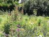 Depuis: Le jardin enchant