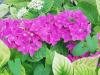 Depuis: Hortensia rose