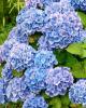 Depuis: Hortensia bleu