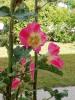 Depuis: Rose trmire